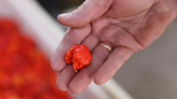 A Carolina Reaper variety of pepper. Pic: AP