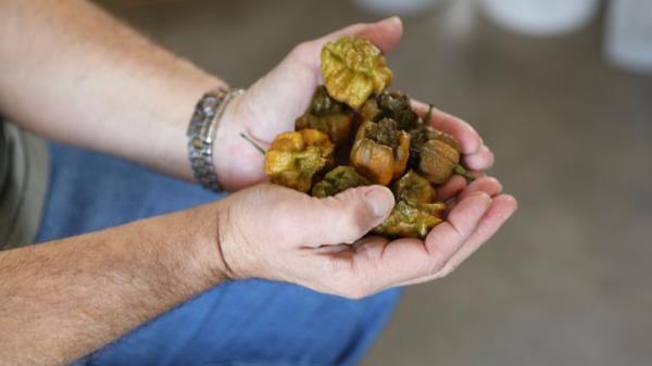 Ed Currie holds a handful Pepper X. Pic: AP