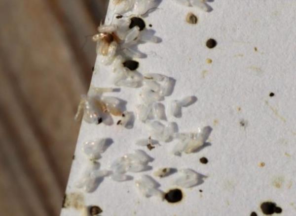 the shed exoskeleton of a bed bug